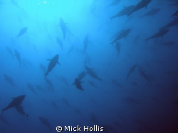 shoal of tuna by Mick Hollis 